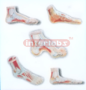 EUR-TYPE, HANGING FEET ANATOMICAL MODEL